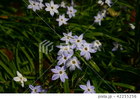 ハナニラ ハナニラ 42255256