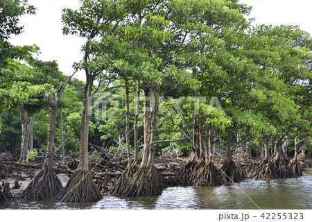 西表島のマングローブ 42255323