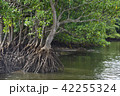西表島のマングローブ 42255324
