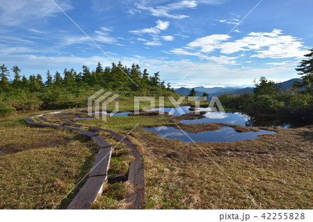 会津駒ケ岳から中門岳への尾根にある池塘と青空 42255828