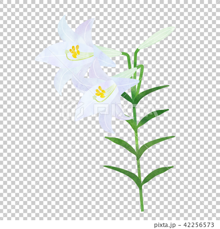 ユリの花のイラスト素材 42256573 Pixta