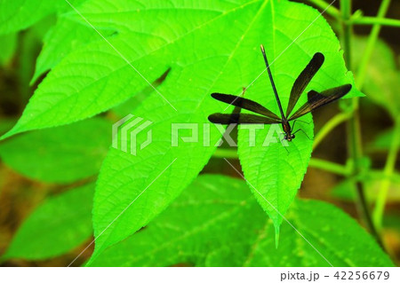 カワトンボ 42256679