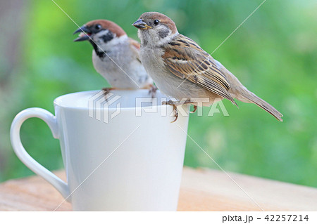 親子の雀 親子の雀 42257214
