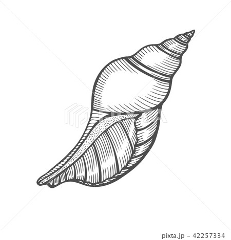 Seashell nautilus Sea shell 42257334