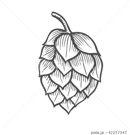 Hand drawn vector illustration of hops Hand drawn vector illustration of hops 42257347