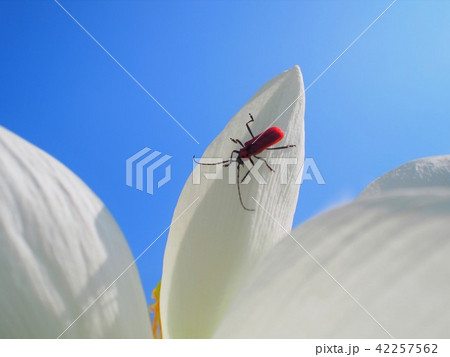 白い蓮にベニカミキリ 42257562