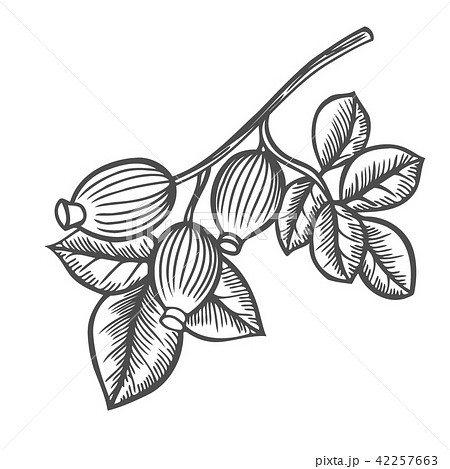 Briar rose engraved illustration 42257663