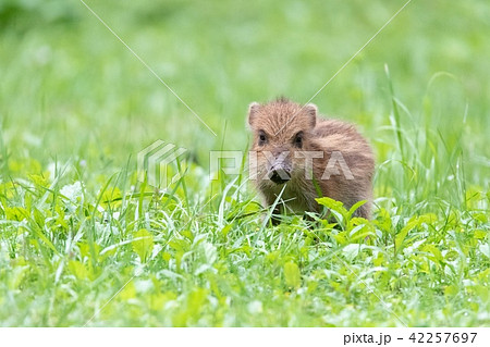 ウリボウ 42257697