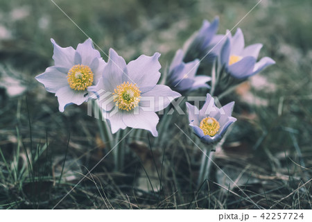 Pasque-flower in nature 42257724