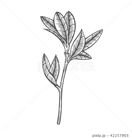 Sketch branch of leaves Sketch branch of leaves 42257903