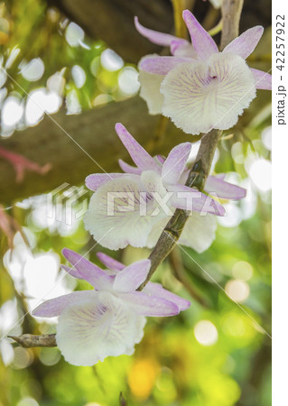 Orchid Blooms Orchid Blooms 42257922