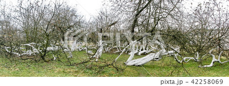 200 years old apple orchard-colony 200 years old apple orchard-colony 42258069