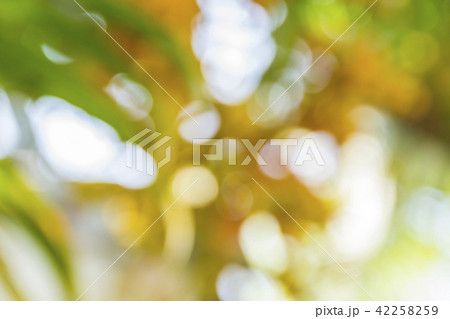 Natural green blurred background Natural green blurred background 42258259