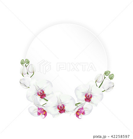 white orchid with round paper cutting frame 42258597
