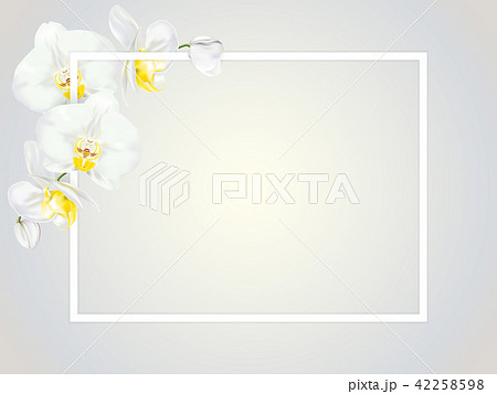 white orchids with yellow middle and white frame white orchids with yellow middle and white frame 42258598
