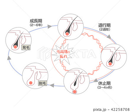 毛周期　ヘアサイクル　発毛周期 42258708