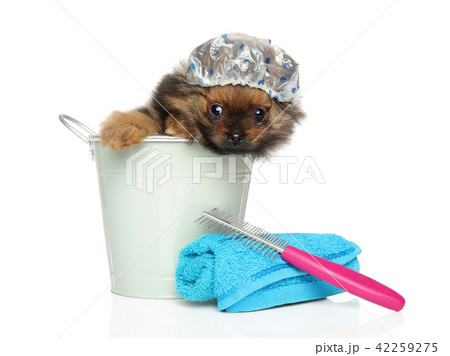 Spitz puppy sitting in bath bucket and cap 42259275