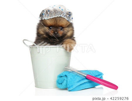 Spitz puppy sitting in a bath bucket and cap 42259276