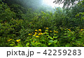 Mossy undergrowth in mountain forest 42259283