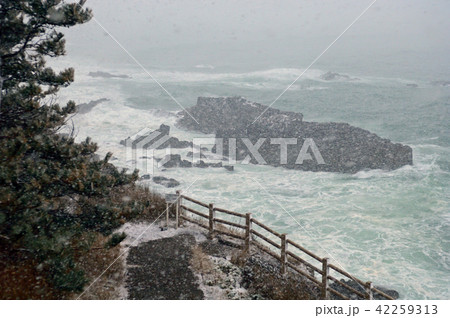 福井県坂井市 東尋坊 荒磯遊歩道 にわか吹雪 福井県坂井市 東尋坊 荒磯遊歩道 にわか吹雪 42259313