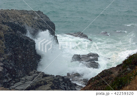 福井県坂井市 東尋坊 荒磯遊歩道 にわか吹雪 福井県坂井市 東尋坊 荒磯遊歩道 にわか吹雪 42259320