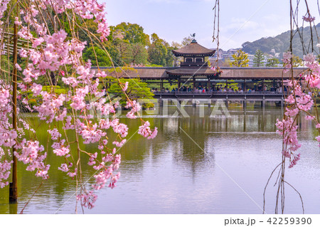 平安神宮、西神苑と桜の風景（京都府京都市左京区岡崎西天王町）※作品コメント欄に撮影位置あり 42259390