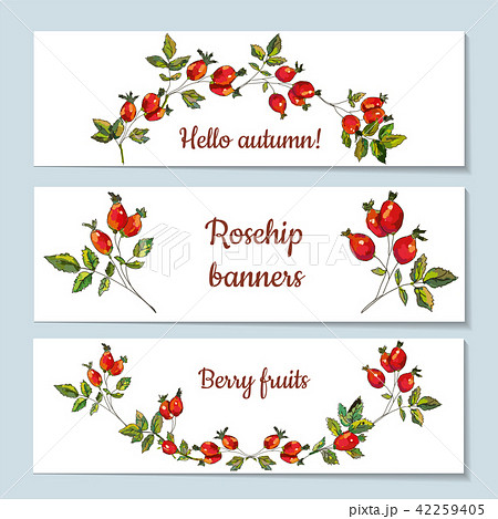 Rosehip banners set illustration Rosehip banners set illustration 42259405
