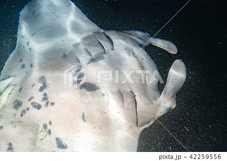 Manta eating krill plancton at night 42259556