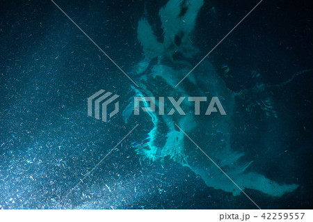 Manta eating krill plancton at night 42259557