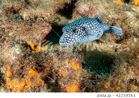 spotted puffer porcupine box fish while diving 42259561