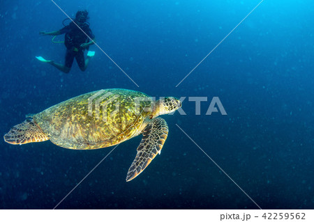 Sea Turtle portrait close up while looking at you 42259562