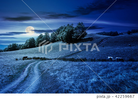 path uphill through grassy meadow 42259667