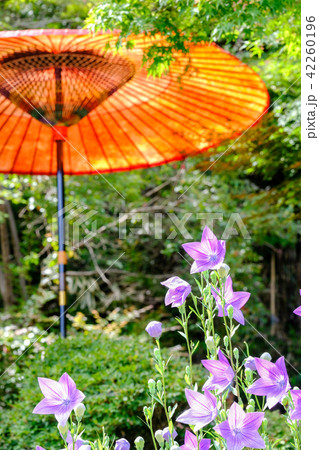 桔梗 42260196
