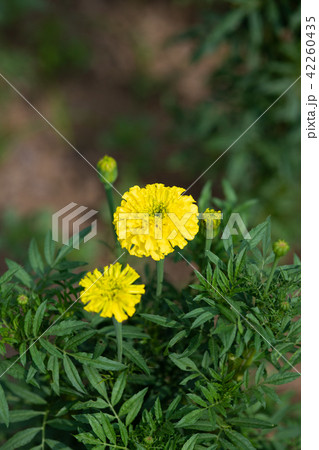 黄色いアフリカンマリーゴールドの花 42260435