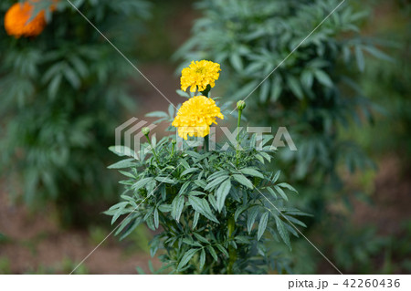 黄色いアフリカンマリーゴールドの花 黄色いアフリカンマリーゴールドの花 42260436