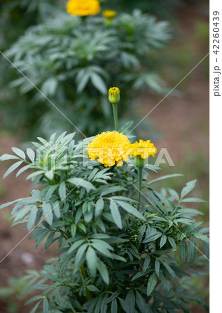 黄色いアフリカンマリーゴールドの花 42260439