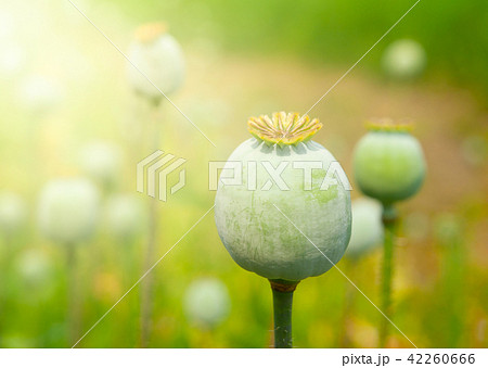 Greeen unripe poppyhead. Source plant opium drug 42260666