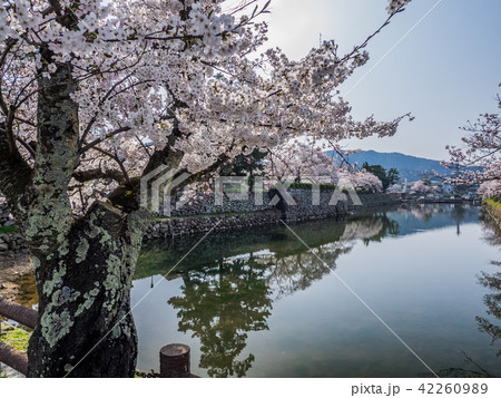 春は桜、秋は紅葉の名所として有名な鳥取城跡 春は桜、秋は紅葉の名所として有名な鳥取城跡 42260989