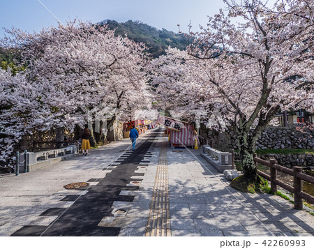 春は桜、秋は紅葉の名所として有名な鳥取城跡 春は桜、秋は紅葉の名所として有名な鳥取城跡 42260993