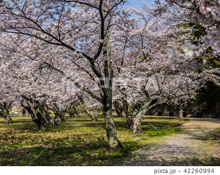 春は桜、秋は紅葉の名所として有名な鳥取城跡 春は桜、秋は紅葉の名所として有名な鳥取城跡 42260994