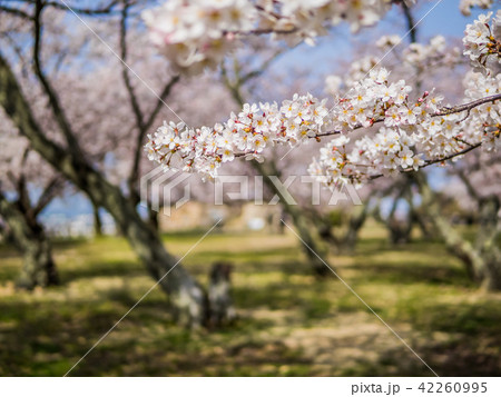 春は桜、秋は紅葉の名所として有名な鳥取城跡 42260995