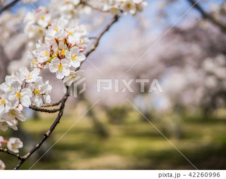 春は桜、秋は紅葉の名所として有名な鳥取城跡 42260996