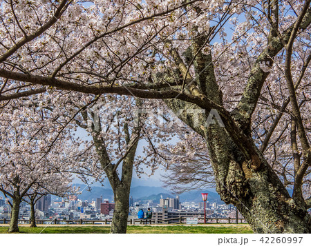 春は桜、秋は紅葉の名所として有名な鳥取城跡 42260997