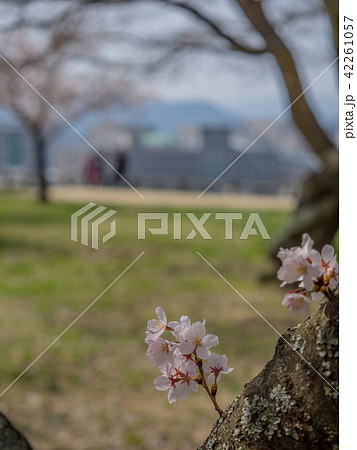 春は桜、秋は紅葉の名所として有名な鳥取城跡 春は桜、秋は紅葉の名所として有名な鳥取城跡 42261057