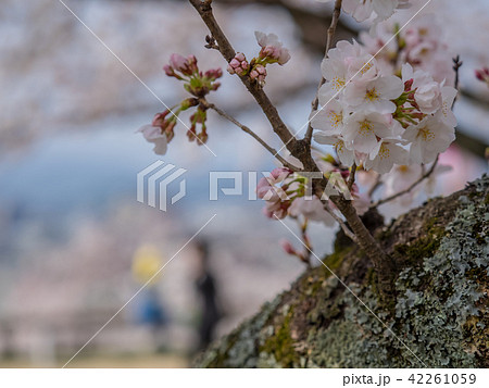春は桜、秋は紅葉の名所として有名な鳥取城跡 春は桜、秋は紅葉の名所として有名な鳥取城跡 42261059