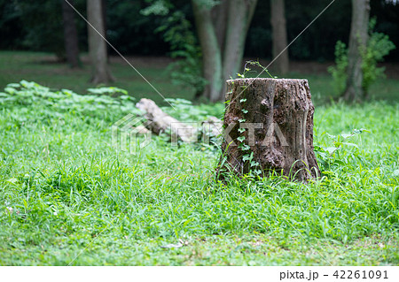 森の中の切り株の写真素材