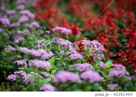 ピンク色のペンタスと赤いサルビアの花の写真素材