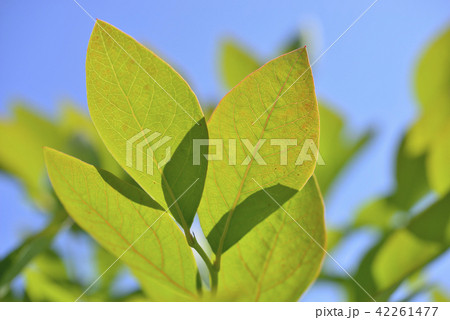 夏のブルーベリー 42261477