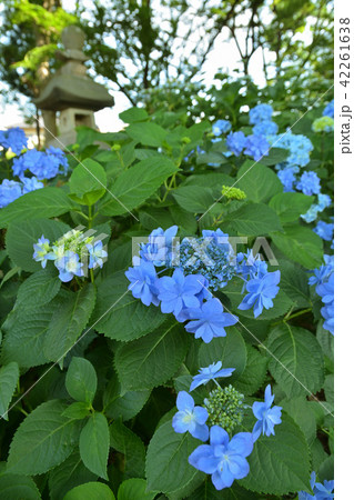 樹木:エゾアジサイ アジサイ科 樹木:エゾアジサイ アジサイ科 42261638