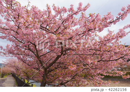 静岡県 河津桜まつり Kawazusakura matsuri 42262156